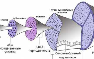 Фиброзные и синовиальные влагалища