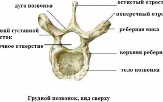 Строение шейного отдела позвоночника человека